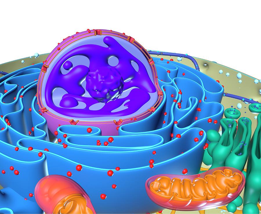 Animal Cell Photograph by Alfred Pasieka/science Photo Library