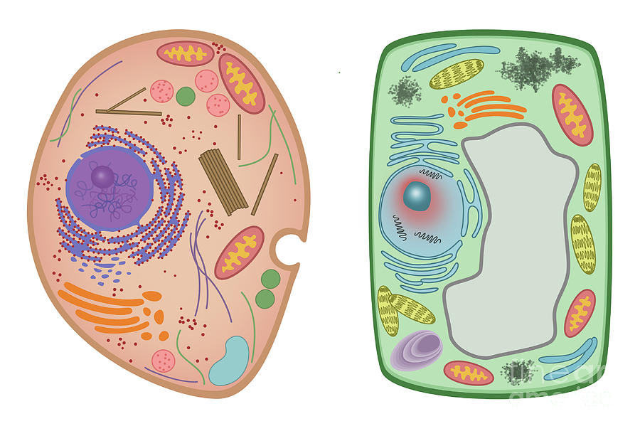 Animal Cell And Plant Cell #1 Photograph by Gwen Shockey