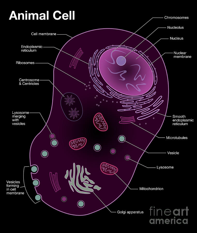 Animal Cell Diagram #1 Photograph by Spencer Sutton