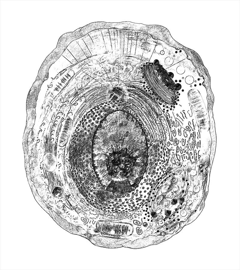 realistic animal cell