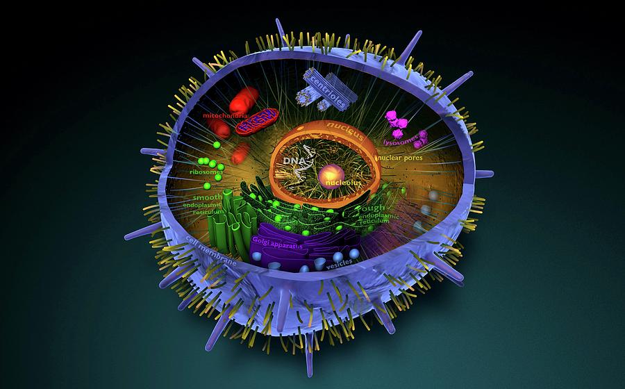 Biology Photograph - Animal Cell #1 by Sci-comm Studios