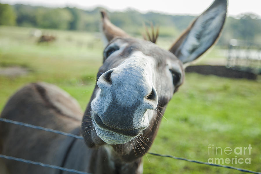 Animal Personalities Curious Donkey Shows Off  #1 Photograph by Jani Bryson