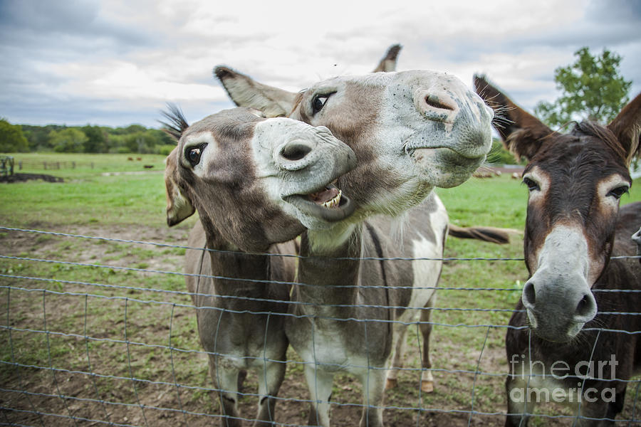 Animal Personalities Friendly Quirky Donkeys Laugh and Talk #1 Photograph by Jani Bryson