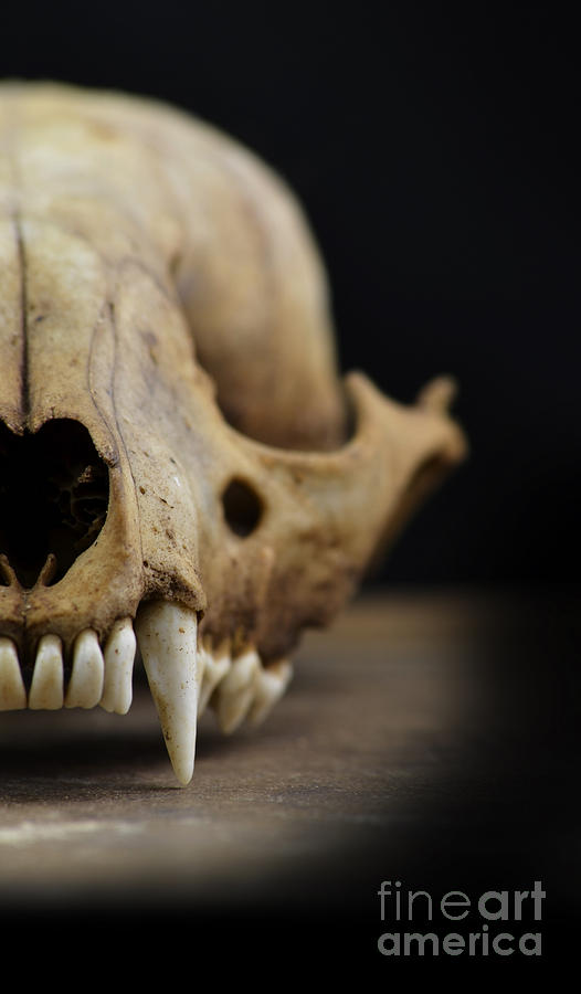Animal Skull #1 Photograph by Jill Battaglia