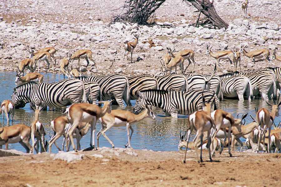 Animals At A Waterhole #1 Photograph by Sinclair Stammers/science Photo Library