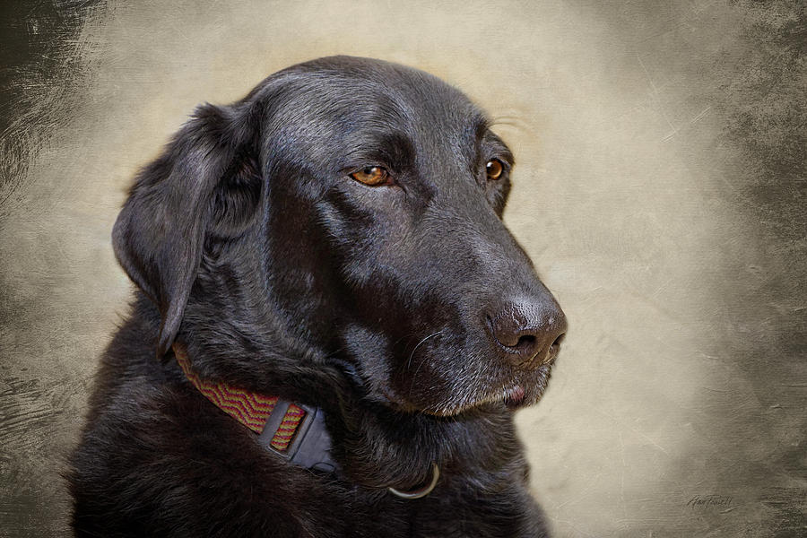 animals - dogs - Black Lab #1 Photograph by Ann Powell
