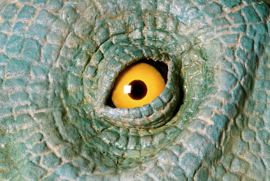 Animatronic Dinosaur Eye #1 Photograph by Natural History Museum, London/science Photo Library