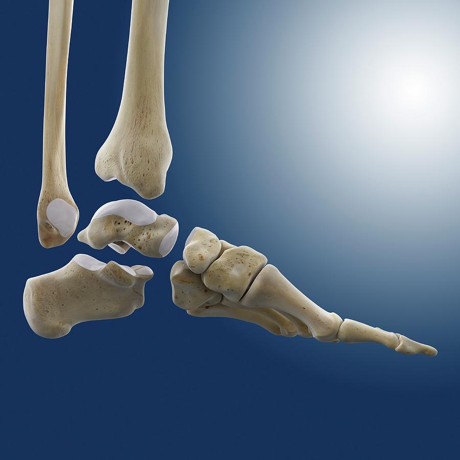 Skeleton Photograph - Ankle Joint Anatomy #1 by Springer Medizin