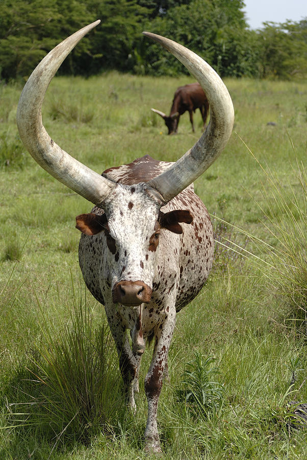 african watusi cattle