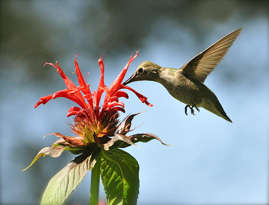 Anna's Hummingbird at the Bee Balm Photograph by MJ Ryan - Fine Art America