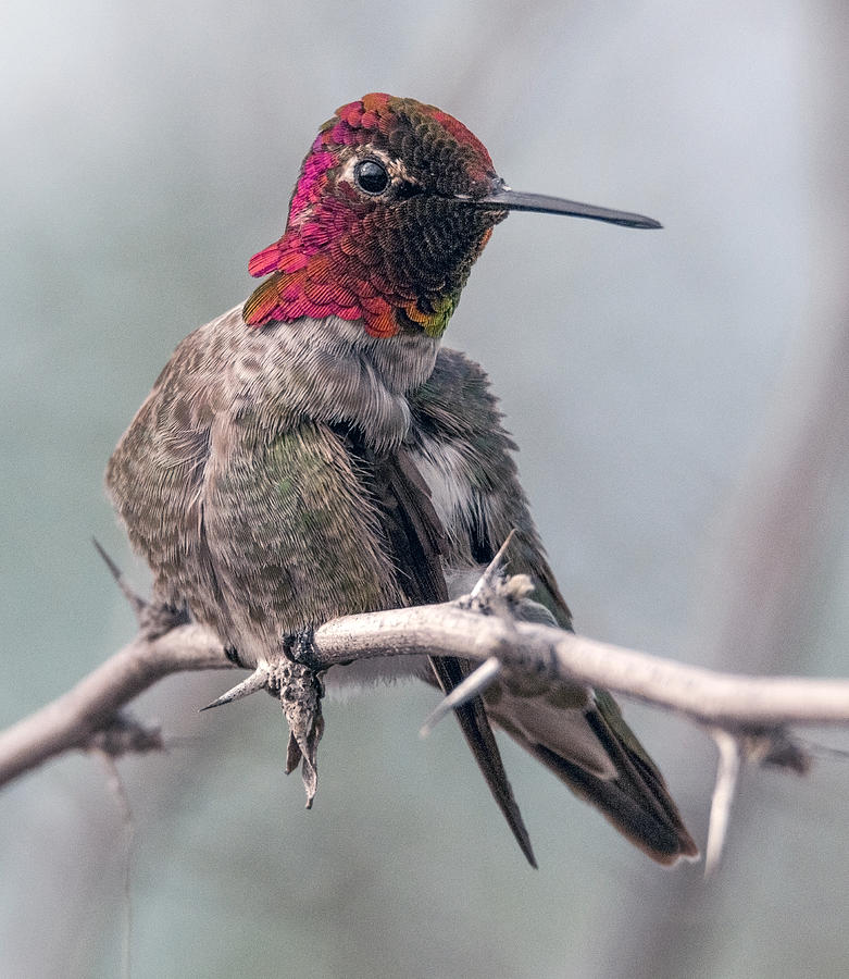 Annas Hummingbird Photograph by Tam Ryan