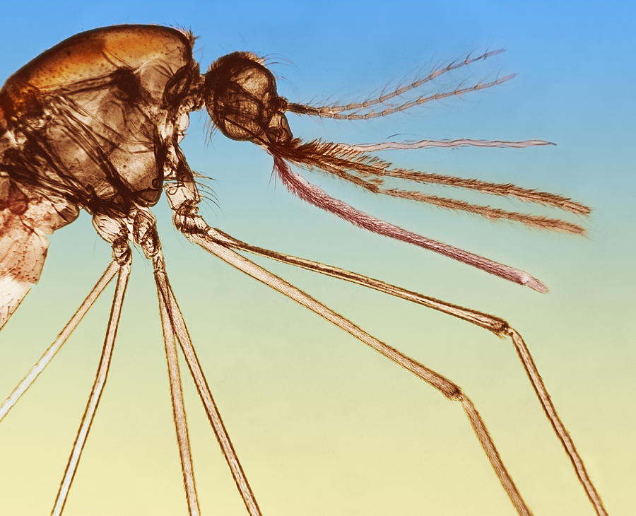 Anopheles Mosquito #1 Photograph by Science Source