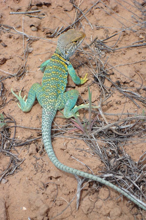 Another Collared Lizard #1 Photograph by Susan Woodward