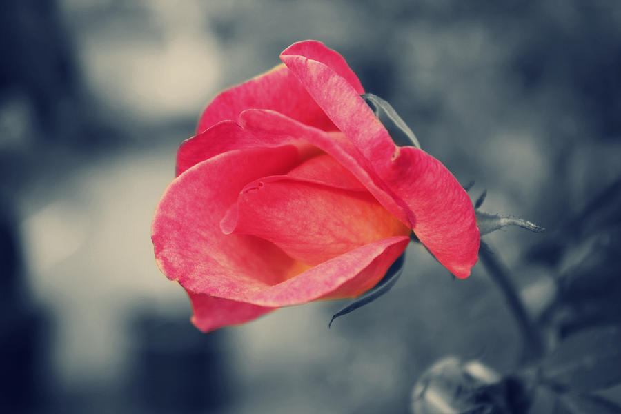 Rose Photograph - Another Rose #1 by Shweta Paryani