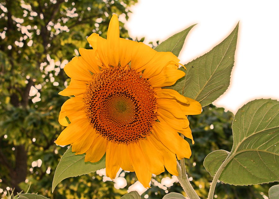 Another Sunflower #1 Photograph by Victoria Sheldon