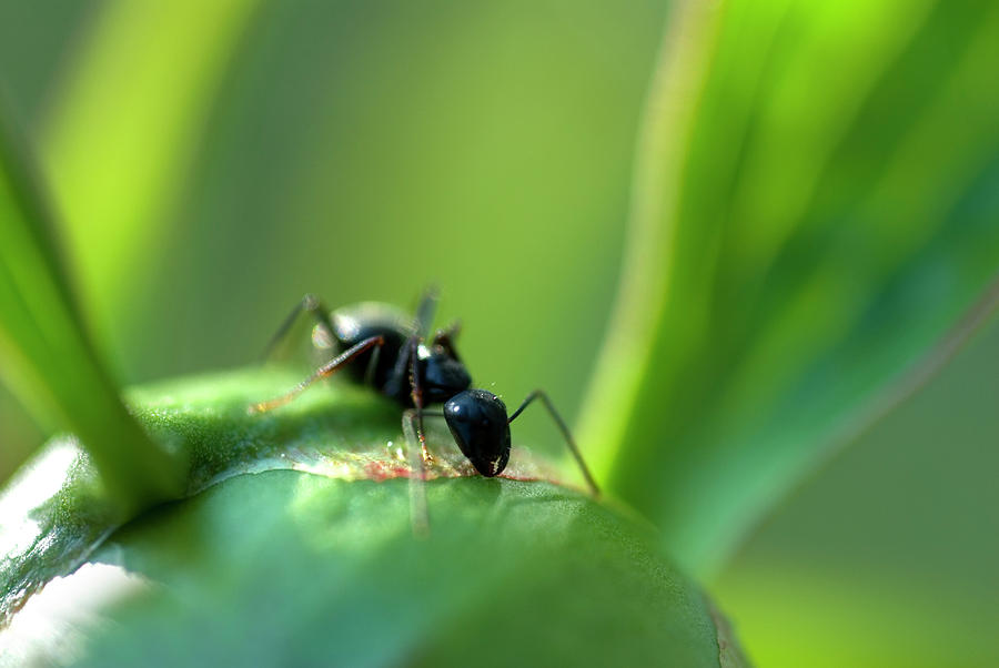 Ant Crawling On Peony Licking Photograph by Peter Dennen - Fine Art America