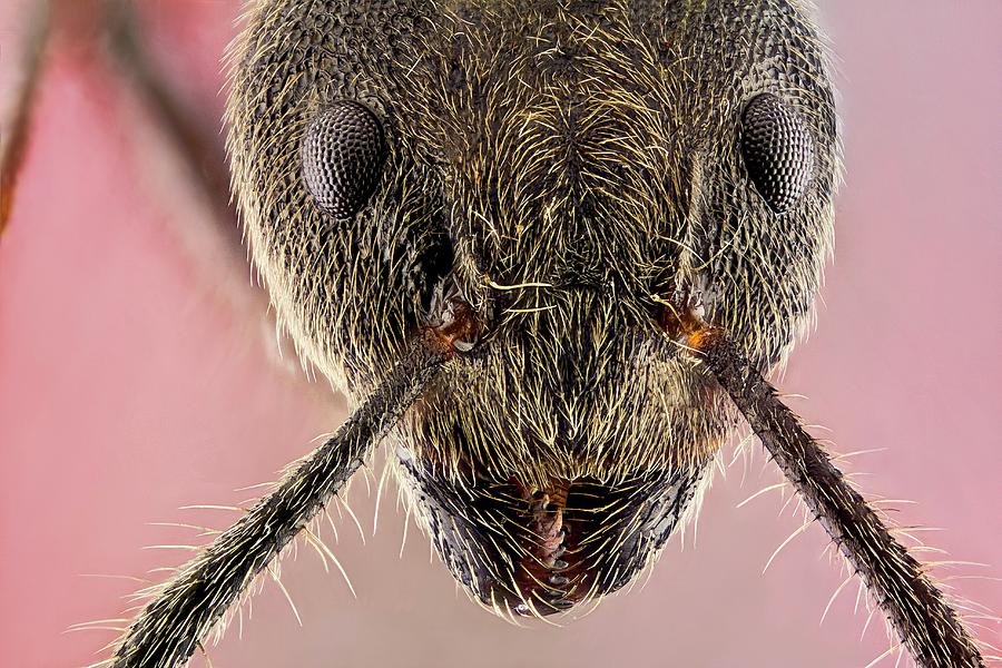 Ant Head #1 Photograph by Nicolas Reusens