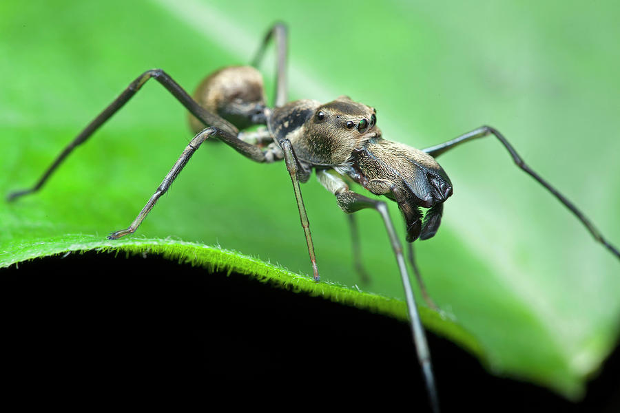 Ant-mimic Jumping Spider #1 Photograph by Melvyn Yeo/science Photo Library