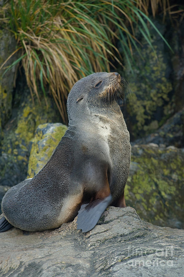 Antarctic Fur Seal #1 Photograph by John Shaw