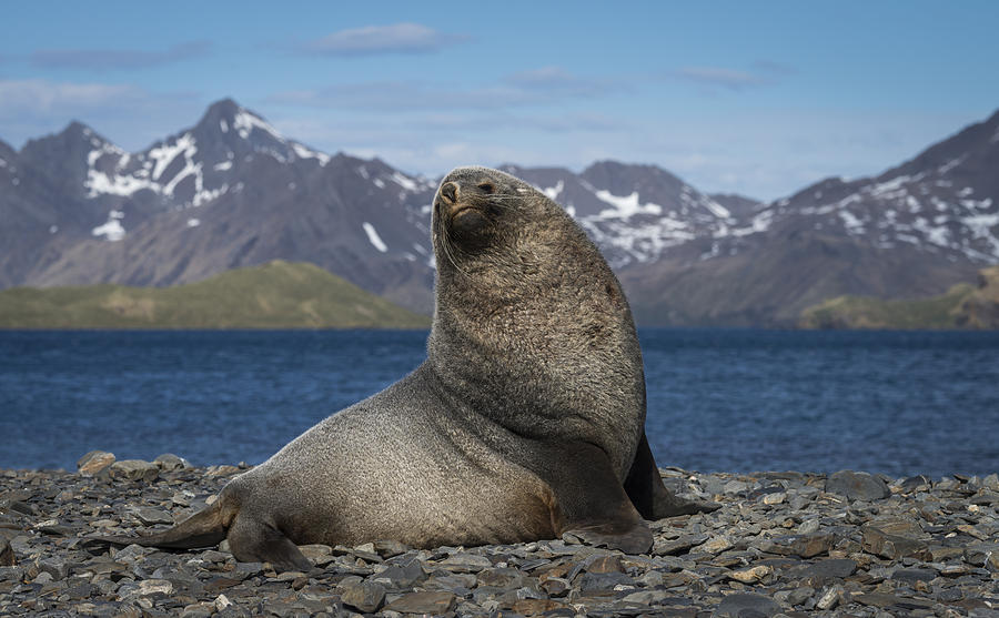 Antarctic Fur Seal On Beach #1 Photograph by John Shaw