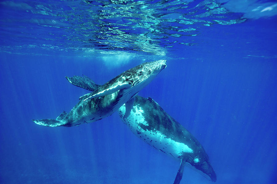 Antarctic Humpback Whales In Ocean Photograph by Ted Wood - Pixels