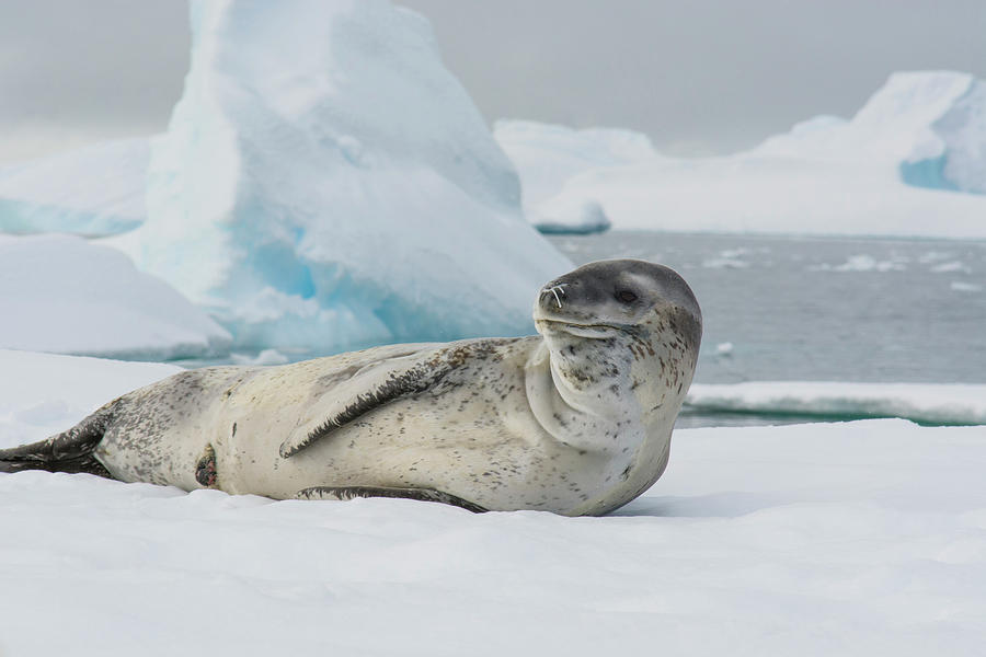 Antarctica Charlotte Bay Leopard Seal Photograph by Inger Hogstrom ...