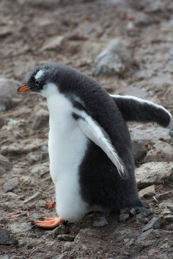 Antarctica Neko Harbor Gentoo Penguin Photograph by Inger Hogstrom ...