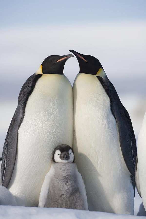 Antarctica, Snow Hill Island, two emperor penguins with chick #1 Photograph by Paul Souders