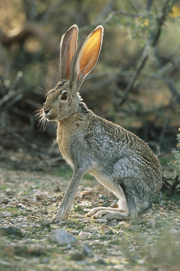 Antelope Jack Rabbit #1 Photograph by Craig K. Lorenz