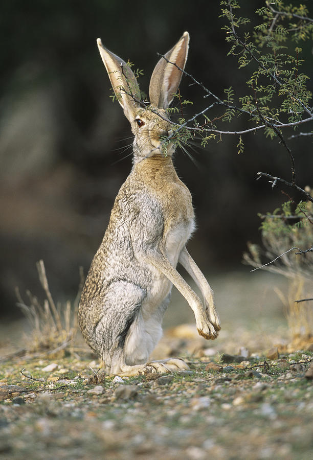 Antelope Jack Rabbit Eating #1 Photograph by Craig K. Lorenz