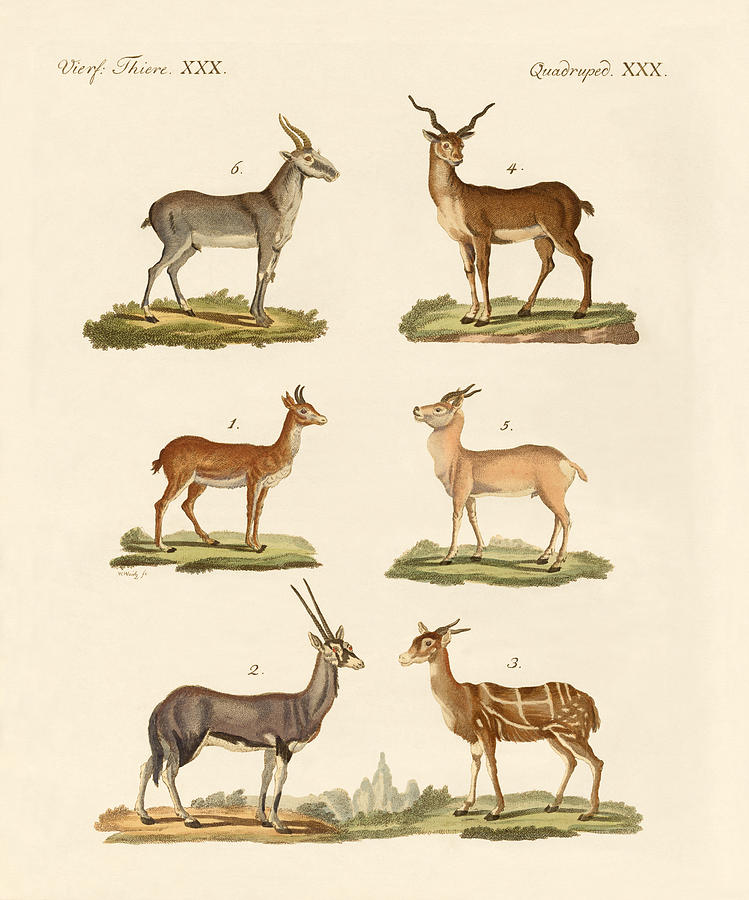 Antelopes and gazelles Drawing by Splendid Art Prints - Fine Art America