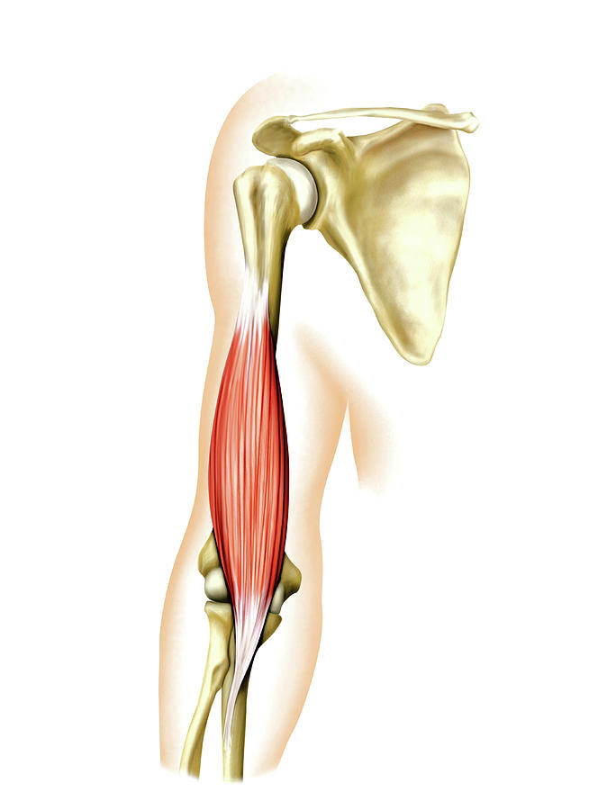 Shoulder Muscles Photograph By Asklepios Medical Atla 9703