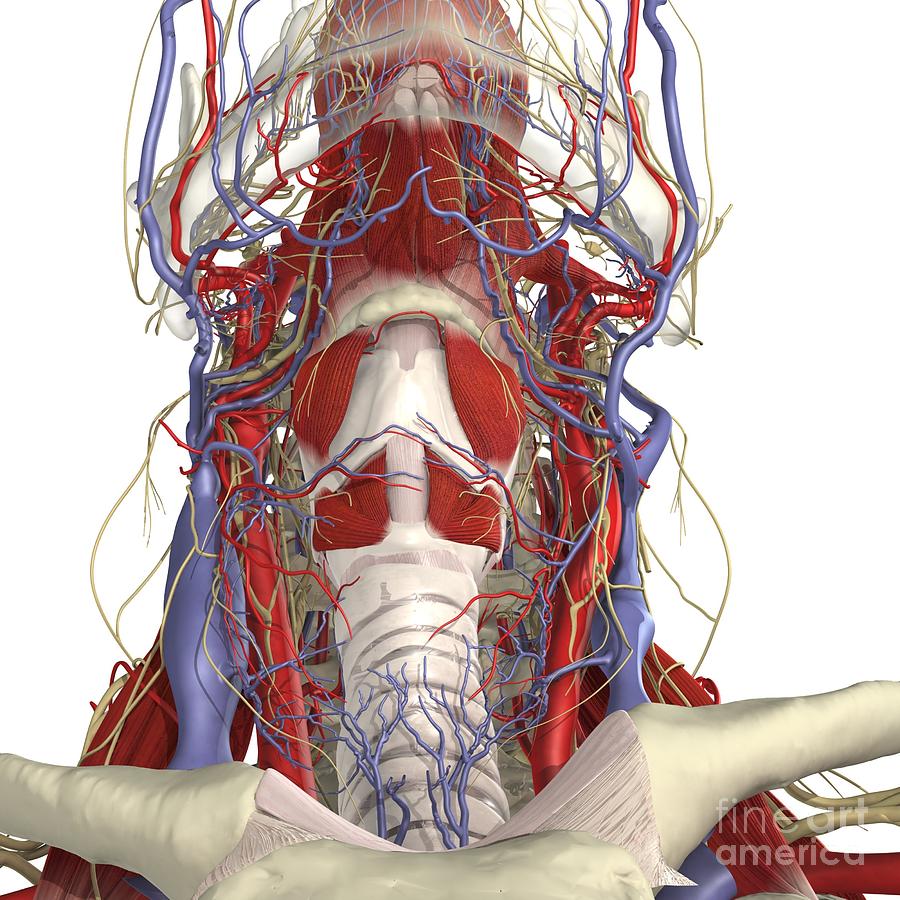 Veins And Arteries In The Neck Major Arteries Of The - vrogue.co
