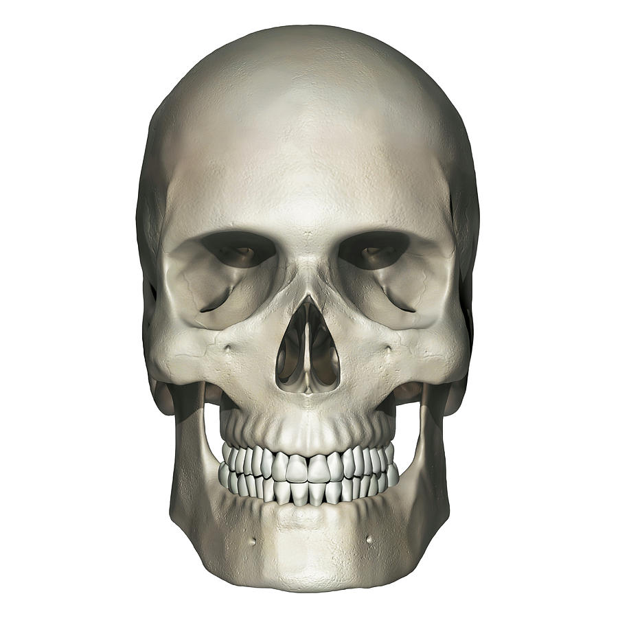 Skull Photograph - Anterior View Of Human Skull Anatomy #1 by Alayna Guza
