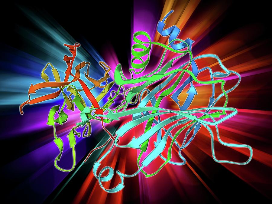 Alpha Helix Photograph - Anthrax Protective Antigen Molecule #1 by Laguna Design