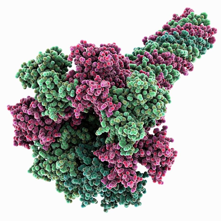 Anthrax Protective Antigen Pore #1 Photograph by Laguna Design/science Photo Library