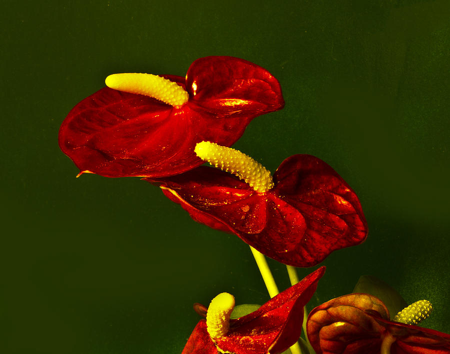 Anthurium #1 Photograph by Bill Barber
