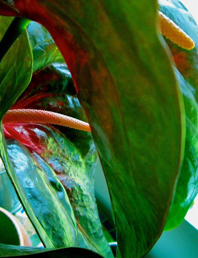 Anthuriums Photograph by Lehua Pekelo-Stearns
