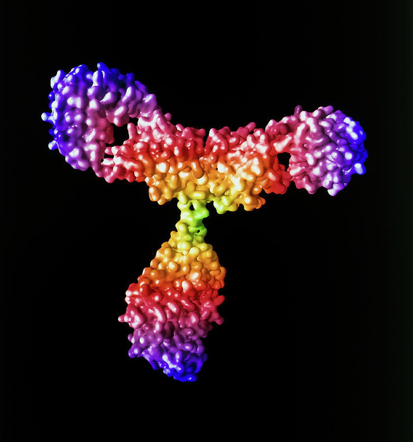 Antibody #1 Photograph by Alfred Pasieka/science Photo Library