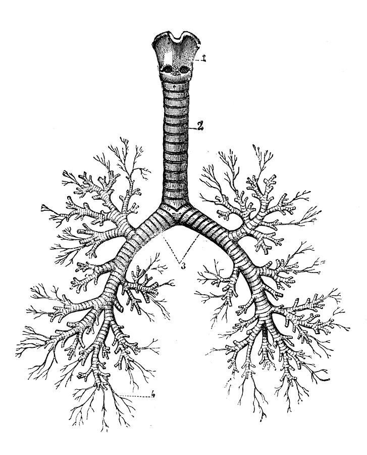 Antique medical scientific illustration high-resolution: bronchial tree #1 Drawing by Ilbusca Antique medical scientific illustration high-resolution: bronchial tree #1 Drawing by Ilbusca