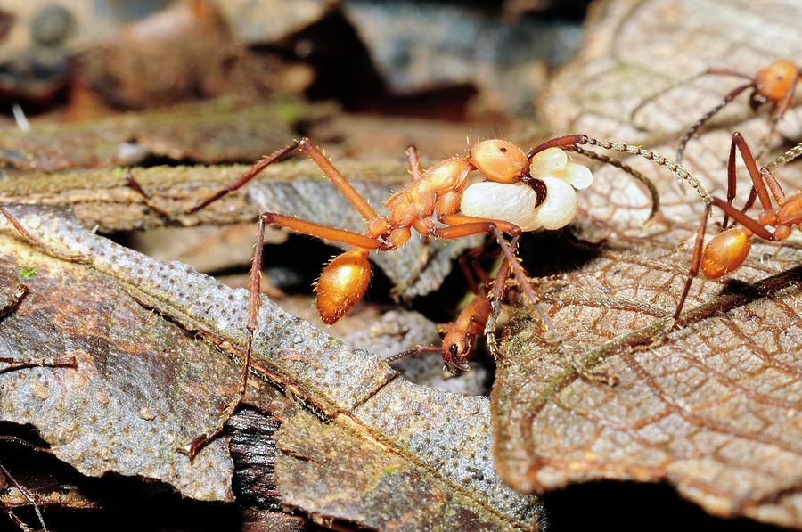 Ants Carrying Pupae And Larvae Photograph By Sinclair Stammers Science Photo Library Pixels