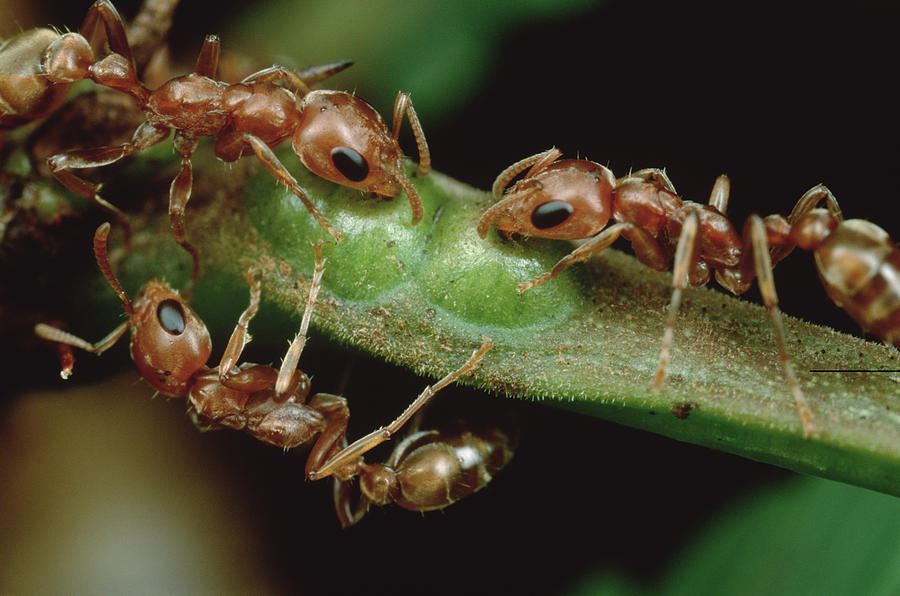 Ants Drink Nectar From Whistling Thorn #1 Photograph by Mark Moffett