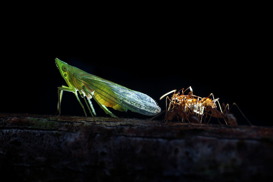 Ant Photograph - Ants Milking A Planthopper #1 by Melvyn Yeo
