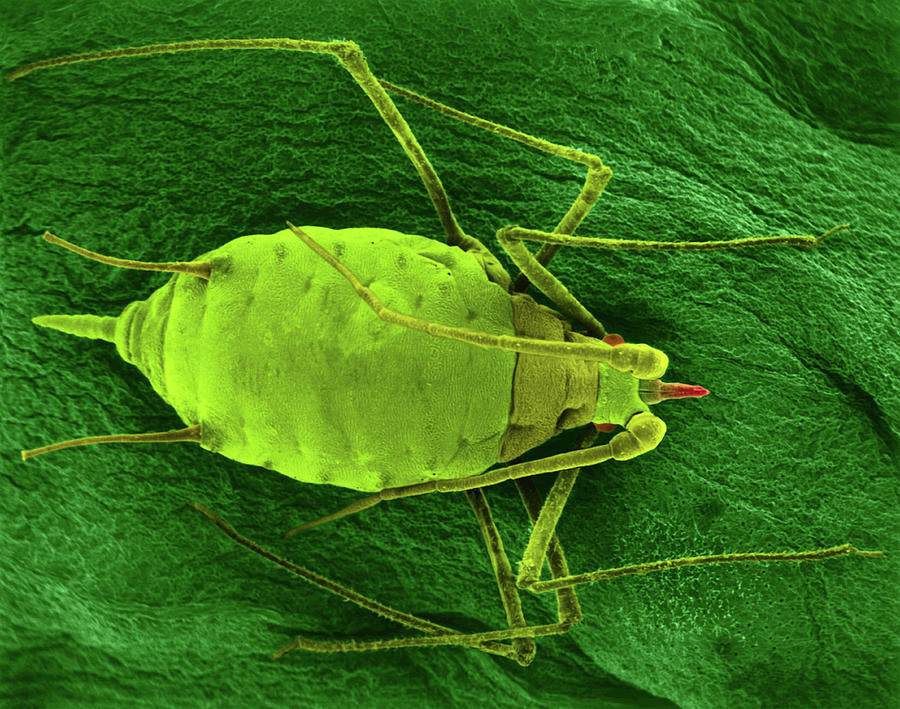 Insects Photograph - Aphid Mummy On A Bean Leaf #1 by Dennis Kunkel Microscopy/science Photo Library