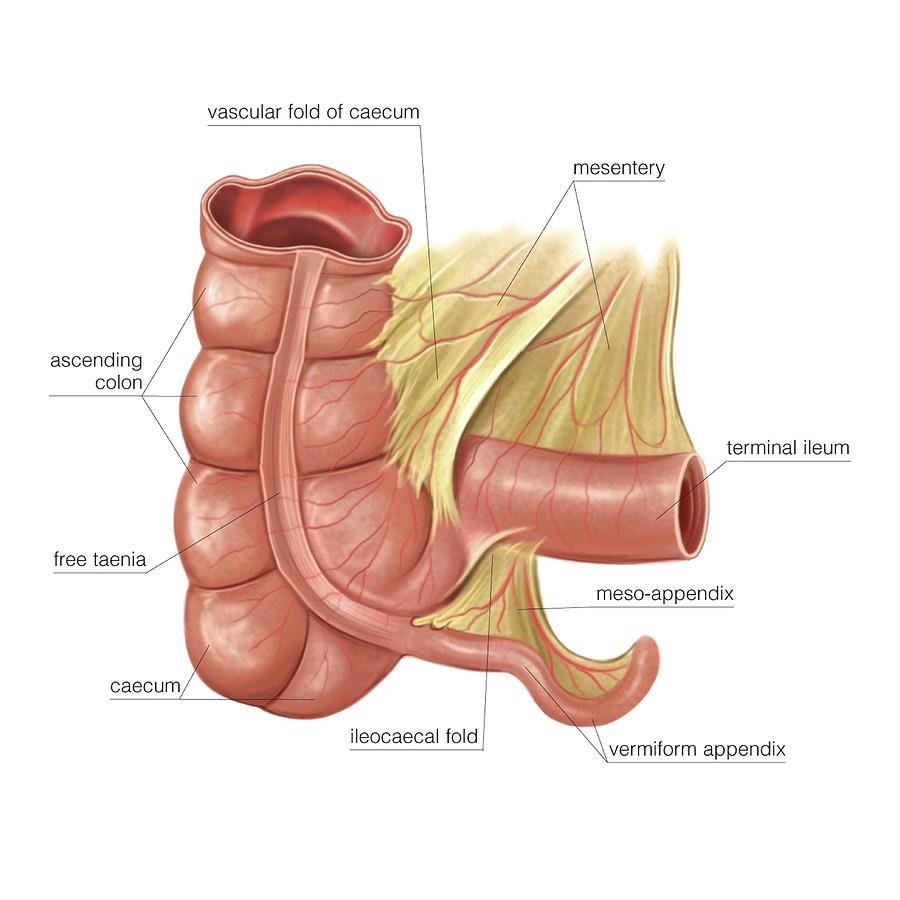 Anatomy Photograph - Appendix And Adjacent Structures #1 by Asklepios Medical Atlas
