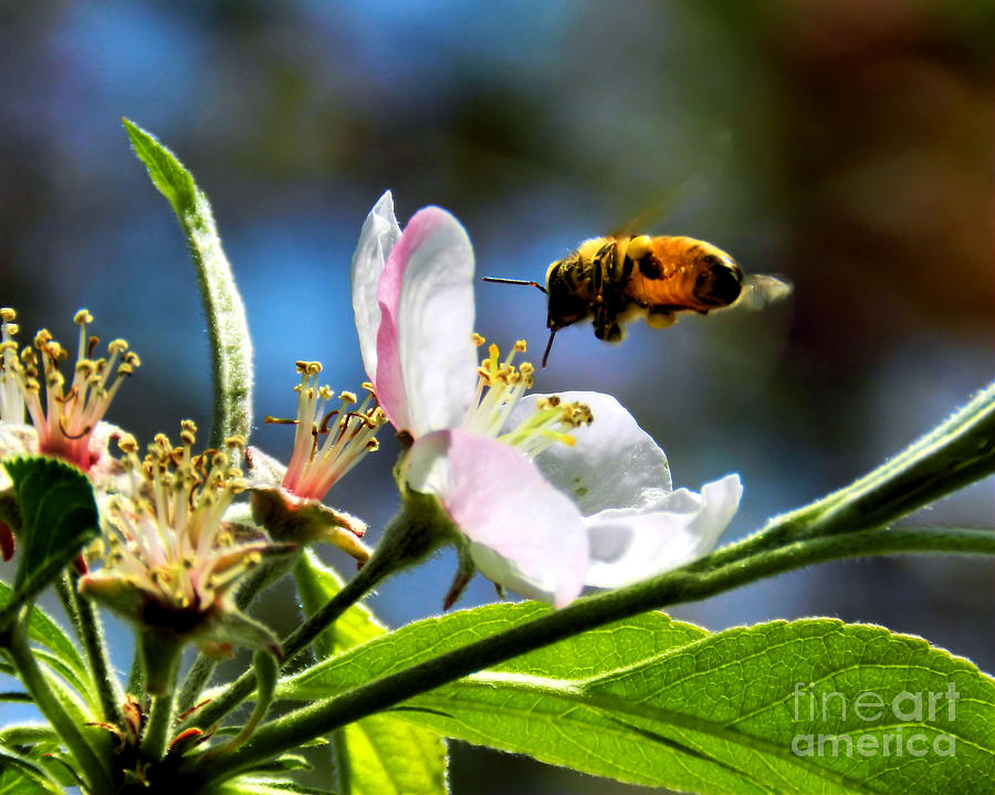 Apple Blossom and Honey Bee #1 Photograph by Sharon Woerner