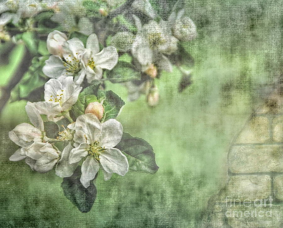 Apple Blossom  #2 Photograph by Andrea Kollo