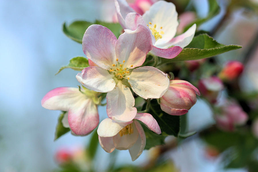 Spring Photograph - Apple Blossom #2 by Kristin Elmquist