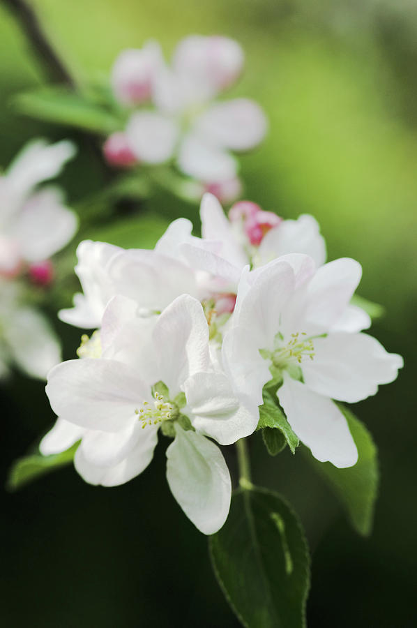 Apple Blossom (malus Sp.) #1 Photograph by Gustoimages/science Photo Library