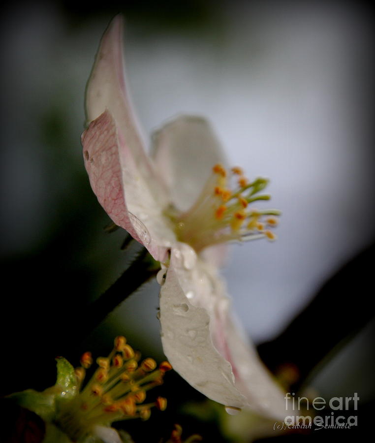 Apple Blossom Photograph by Rabiah Seminole